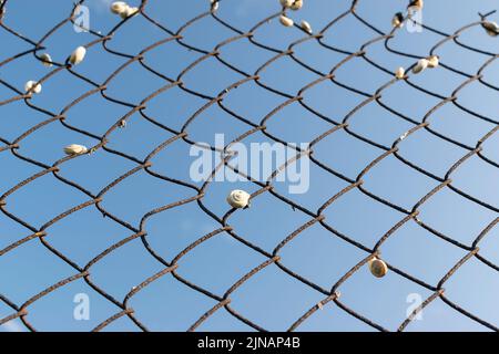 Sommerlandschaften in der Nähe der Stadt Ruse im Norden Bulgariens Stockfoto