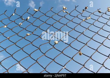 Sommerlandschaften in der Nähe der Stadt Ruse im Norden Bulgariens Stockfoto