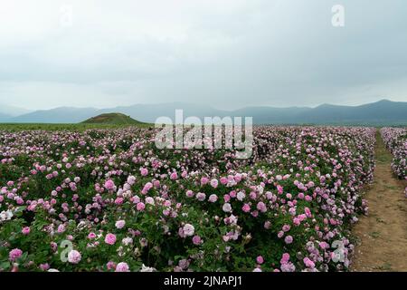 Die Rosenfelder im thrakischen Tal bei Kazanlak Stockfoto