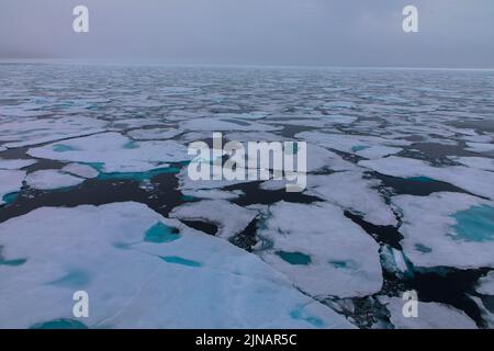 Schwimmendes Packeis im arktischen Ozean. Das schneebedeckte blaue Gletschereis ist eine unberührte Wildnis. Spitzbergen, Norwegen Stockfoto