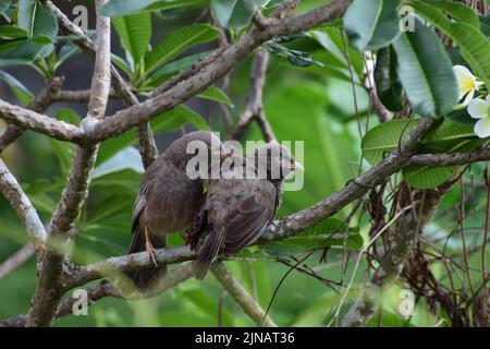 Liebende paar wilde Vögel in tropischer Natur Stockfoto