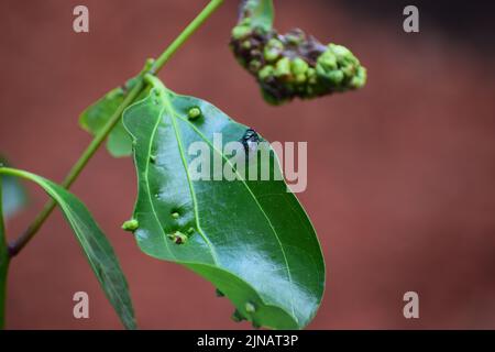 Insektenkrankheit auf dem Blatt Stockfoto