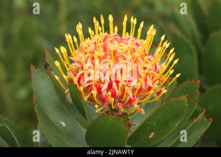 Pincushion Protea im Kirstenbosch Botanical Gardens in Kapstadt Südafrika Stockfoto