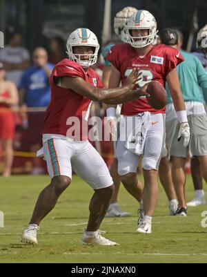 Tampa, Usa. 10. August 2022. Der Quarterback Tua Tagovailoa (L) der Miami Dolphins scheint am Mittwoch, den 10. August 2022, während einer gemeinsamen Übung im Trainingszentrum des Buccaneer in Tampa, Florida, zu passieren. Foto von Steve Nesius/UPI Credit: UPI/Alamy Live News Stockfoto