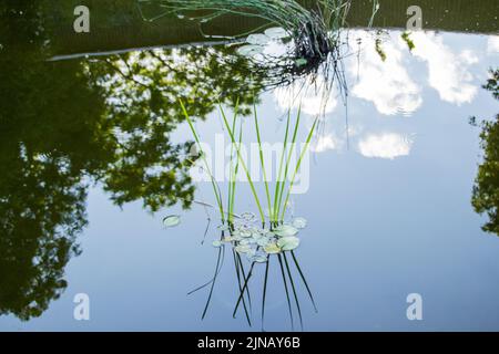 Purple Yam Wasserpflanze sehr beliebt in brasilien Stockfoto