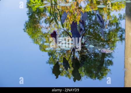 Purple Yam Wasserpflanze sehr beliebt in brasilien Stockfoto