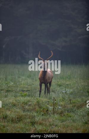 Elch im Cataloochee Valley im Westen von North Carolina, USA Stockfoto