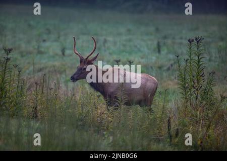 Elch im Cataloochee Valley im Westen von North Carolina, USA Stockfoto