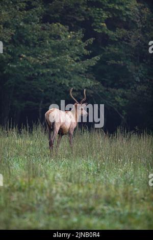 Elch im Cataloochee Valley im Westen von North Carolina, USA Stockfoto