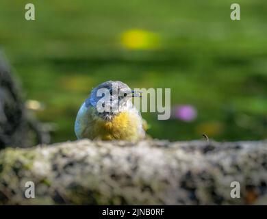 Grauer Wagtail mit Fliege, Fluss Teifi, Cenarth, Wales, Großbritannien. Stockfoto