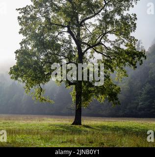 Cataloochee Valley im Westen von North Carolina, USA Stockfoto