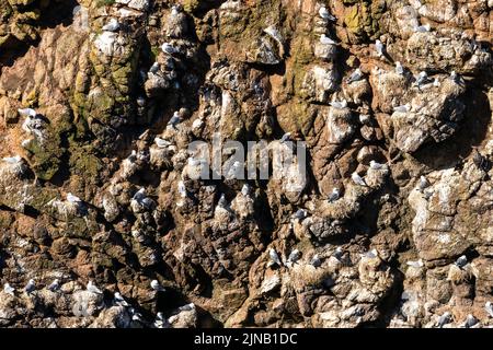 Eine Nahaufnahme vieler Seevögel und Möwen, die in den steilen Klippen der Küste von Aberdeenshire in Schottland nisten Stockfoto