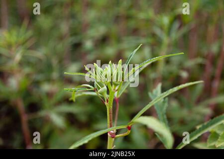 Okra-Werk. Frische Okars wachsen auf der Pflanze – selektiver Fokus und Nahaufnahme. Stockfoto