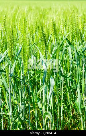Großartiges Gerstenfeld-Bild, Nahaufnahme von frischen Ohren junger grüner Gerste Stockfoto