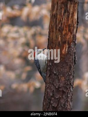 Eine vertikale Aufnahme eines Rotbauchspechtes, der bei Tageslicht auf einem Holzbaum in einem Wald thront Stockfoto