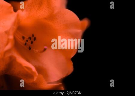 Ein verträumter, weicher Blick auf eine rote Blume in den Inverewe Gardens im schottischen Higlands Stockfoto