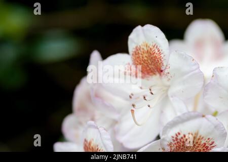 Ein verträumter, weicher Blick auf eine rote Blume in den Inverewe Gardens im schottischen Higlands Stockfoto