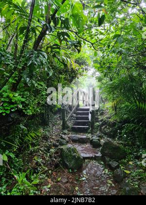 Holzbrücke im tropischen Dschungel. Nebelweg im Nationalpark Stockfoto