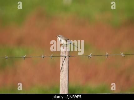 African Brown flycatcher on post isoliert gegen natürliche Bokeh-Effekt. Stockfoto