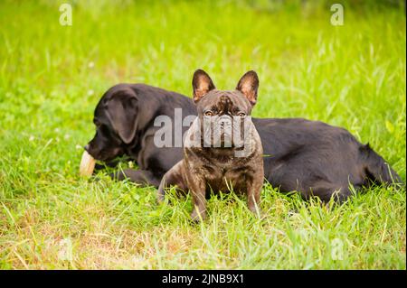 Zwei Hunde auf dem Gras, eine französische Bulldogge im Fokus und ein schwarzer Labrador Retriever im Unschärfe-Effekt. Welpen. Stockfoto