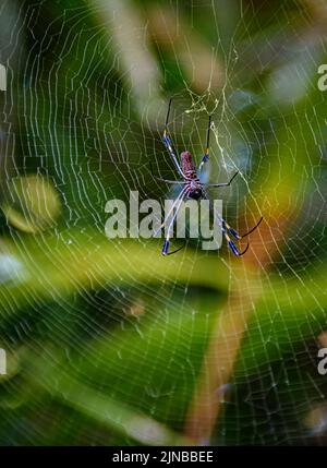 Riesige Golden Orb Weaver Spinne in Costa Rica Stockfoto