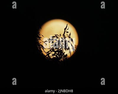 Sheerness, Kent, Großbritannien. 10. August 2022. UK Wetter: Der fast volle Sturgeon-Supermond, der über Sheerness, Kent, aufsteigt. Kredit: James Bell/Alamy Live Nachrichten Stockfoto