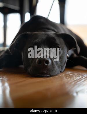 Eine vertikale Aufnahme eines labrador-Retriever, der zu Hause seinen Kopf auf den Boden gelegt hat Stockfoto