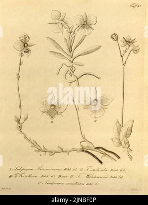 Telipogon Boissierianus - Telipogon Andicola - Telipogon Fritillum - Telipogon Papilio (als T. Warszewiczii) - Trichoceros Antennifer (als TR Armillatus) - Xenia Vol 1 pl 97 (1858) Stockfoto