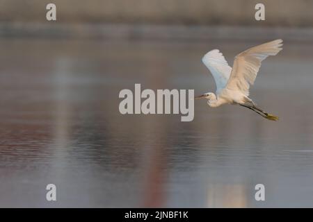 Silberreiher (egretta garzetta), der am eker-Sumpf in bahrain über Wasser fliegt Stockfoto