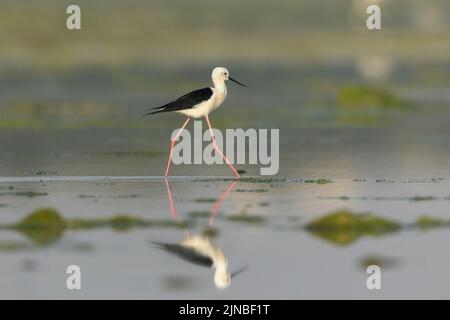 Schwarze geflügelte Stelze mit Spiegelung im Wasser, die vor grünem Hintergrund läuft Stockfoto