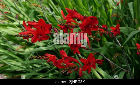 Crocosmia oder Monbretia blühende Pflanzen mit herrlichen lebhaften Orangenblüten Stockfoto