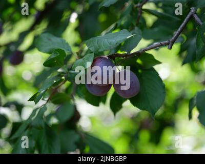 Pflaumen hängen an einem Pflaumenbaum-Ast. Nahaufnahme. Stockfoto