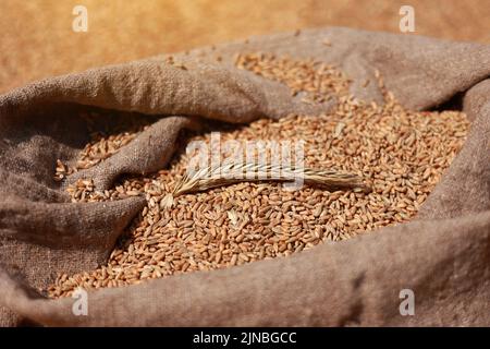 Nahaufnahme von natürlichen goldenen Weizenspitzen und Vollkornkörnern im Jute-Sack mit Weizenkörnern Hintergrund. Getreideernte. Zutat für die Herstellung von Brot. Agri Stockfoto