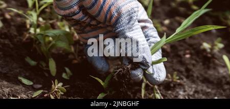 Der Gärtner bereitet im Frühjahr schwarzen Boden für die Pflanzung neuer Setzlinge vor. Stockfoto