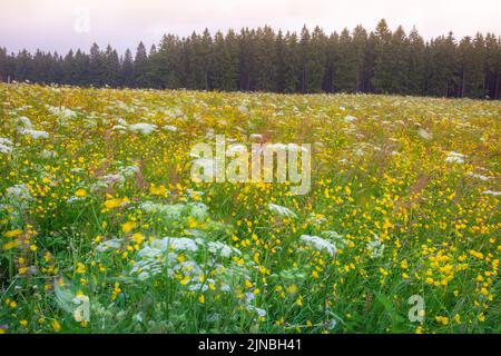 Schwarze Waldlandschaft mit Wildblumen im Frühling bei Freiburg, Deutschland Stockfoto