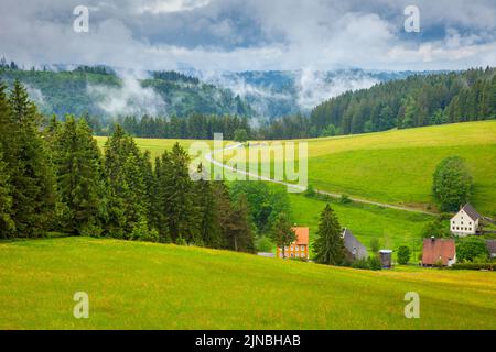 Schwarze Waldlandschaft mit Wildblumen im Frühling bei Freiburg, Deutschland Stockfoto