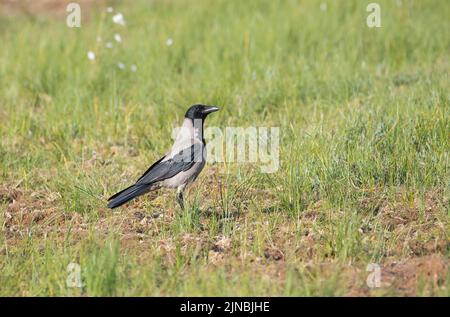 Krähe mit Kapuze (Corvus cornix) auf einer Lichtung im finnischen Taigawald Stockfoto