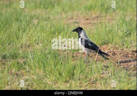 Krähe mit Kapuze (Corvus cornix) auf einer Lichtung im finnischen Taigawald Stockfoto