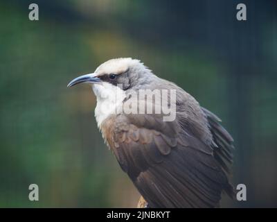 Wunderbarer, ansprechender, graukroniger Babbler in einer fesselnden Haltung. Stockfoto