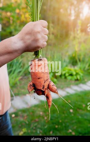 Die Hand des Mannes hält eine riesige verformte Karotte. Gentechnisch veränderte Missbildungen von Gemüse. Deformierte Wurzelsystem der Karotten. Speicherplatz kopieren Stockfoto