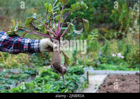 Die Hand des Mannes hält eine riesige deformierte Rote Bete. Gentechnisch veränderte Missbildungen von Gemüse. Deformierte Rübenwurzelsysteme. Stockfoto