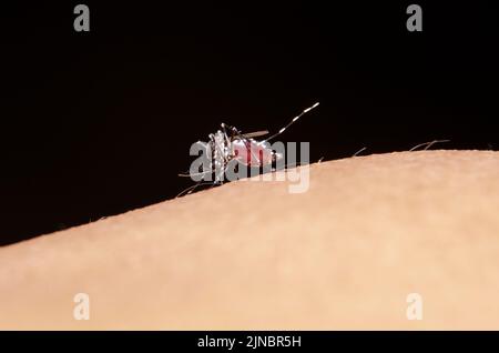 Eine Nahaufnahme einer Gelbfiebermücke, die sich vor schwarzem Hintergrund mit menschlichem Blut ernährt Stockfoto