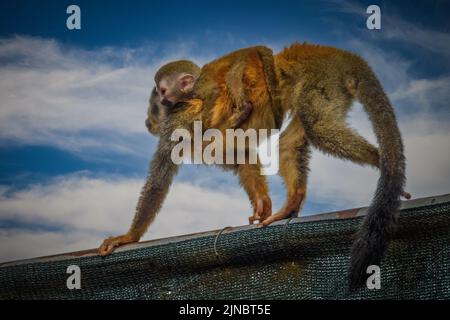 Der mittelamerikanische Eichhörnchen-Affe ist auch als der rotrückige Eichhörnchen-Affe bekannt, Stockfoto
