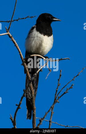 Schwarzschnabel-Elster im Eagle Island State Park, Idaho, USA. Stockfoto