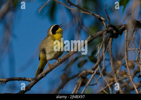 Gewöhnlicher Gelbkehlkopf (Geothlypis trichas), der im Eagle Island State Park, Idaho, USA, singt. Stockfoto