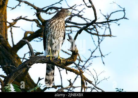 Dieser unreife Cooper's Hawk wurde im Eagle Island State Park, Idaho, fotografiert. Stockfoto