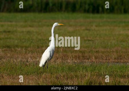 Great Egret im Eagle Island State Park Idaho Stockfoto