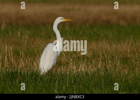 Great Egret im Eagle Island State Park Idaho. Stockfoto