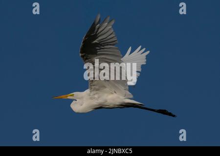 Great Egret im Eagle Island State Park, Idaho. Stockfoto