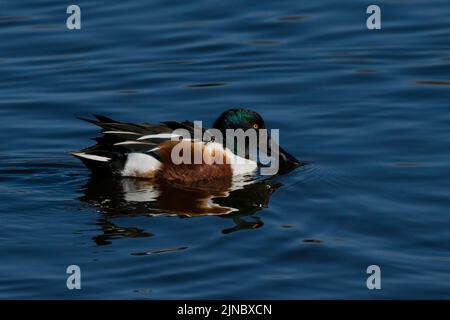 Northern Shoveler (Spatula clypeata) in Idaho, USA im Jahr 2022. Stockfoto